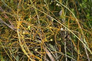 Cassytha filiformis (love-vine, lovevine, laurel dodder, woe vine)