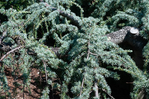 Cedrus atlantica (atlas cedar)