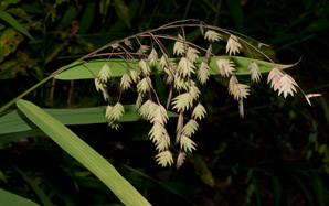 Chasmanthium latifolium (northern sea oats, Indian woodoats)