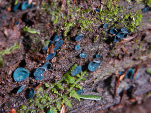 Chlorociboria aeruginascens (blue stain fungus, green elfcup, green wood cup, blue)