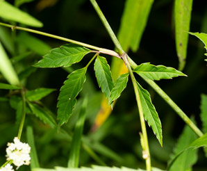 Cicuta maculata (spotted water hemlock, spotted parsley, spotted cowbane, poison hemlock)