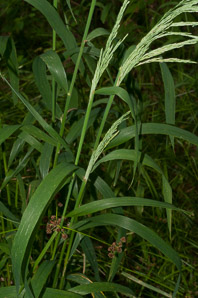 Cinna arundinacea (wood reed grass)