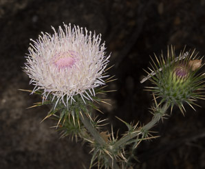 Cirsium neomexicanum (desert thistle, New Mexico thistle, powderpuff thistle, lavender thistle, Foss thistle)