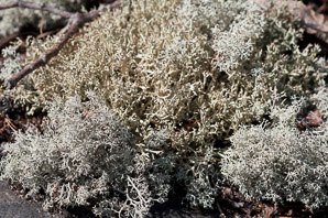 Cladina stellaris (star-tipped reindeer lichen, northern reindeer lichen, star reindeer lichen)