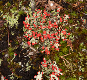 Cladonia cristatella (British soldiers, cup lichen, British Soliders)