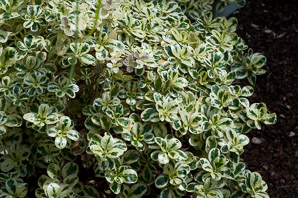 Coprosma repens (dwarf variegated mirror plant)