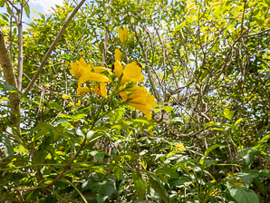Cordia lutea (yellow cordia, muyoyo)