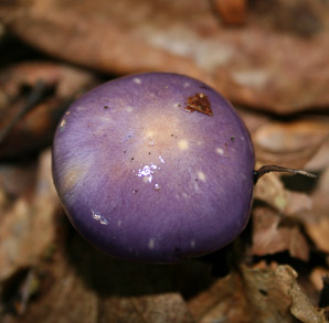 Cortinarius iodes (spotted cort, heliotrope webcap, viscid violet cort)