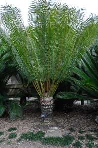 Cycas circinalis (queen sago palm)