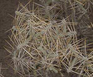Cylindropuntia ramosissima (diamond cholla, diamond-plated pencil cholla, branched pencil cholla)