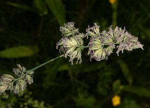 Dactylis glomerata (orchardgrass)