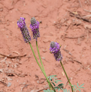 Dalea purpurea (purple prairie clover)