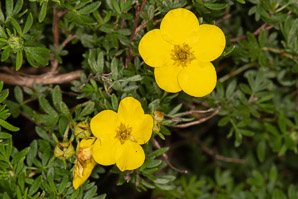 Dasiphora fruticosa (shrubby cinquefoil, golden hardhack, bush cinquefoil)