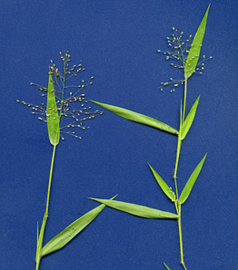 Dichanthelium oligosanthes (few-flowered rosette-panicgrass)