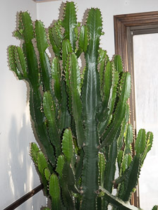 Euphorbia abyssinica (desert candle, candelabra spurge)