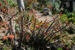 Euphorbia milii (crown of thorns)
