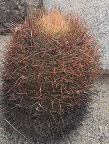 Ferocactus cylindraceus (compass barrel, fishhook cactus, barrel cactus, California barrel cactus, biznaga, cliff barrel cactus, compass cactus, desert barrel cactus, golden-spined barrel cactus, le conte barrel cactus, spiny barrel cactus)