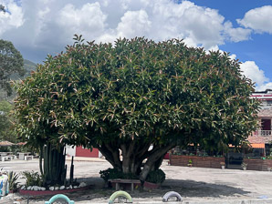 Ficus elastica (rubber tree, Indian rubberplant)