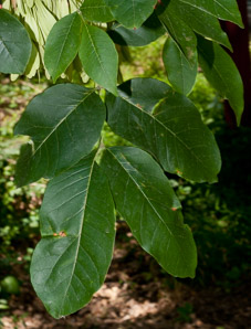 Fraxinus pennsylvanica (green ash)