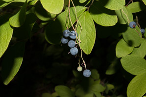 Gaylussacia frondosa (blue huckleberry, dangleberry, hairy dangleberry)