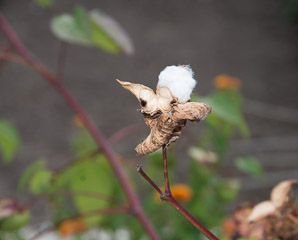 Gossypium hirsutum (cotton, upland cotton)