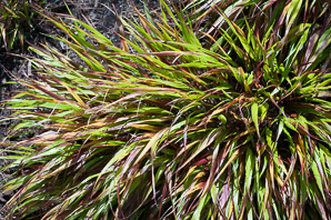 Hakonechloa macra (Japanese forest grass)