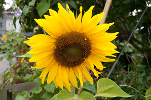Helianthus annuus (sunflower)