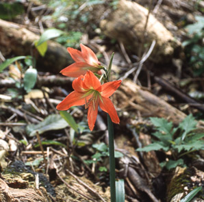 Hemerocallis fulva (common daylily, orange daylily, tawny daylily, tiger daylily, ditch lily)