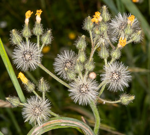 Hieracium caespitosum (field hawkweed, yellow hawkweed, meadow hawkweed, king devil, yellow paintbrush, devil’s paintbrush, yellow devil, yellow fox-and-cubs, yellow king-devil)