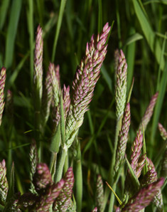 Holcus lanatus (velvet grass, sweet velvet grass, Yorkshire fog)