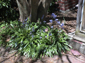 Hyacinthoides hispanica (spanish bluebells)