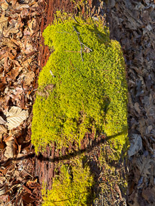 Hypnum imponens (brocade moss, feather moss, hypnum moss)
