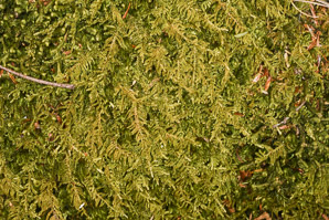 Hypnum imponens (brocade moss, feather moss, hypnum moss)