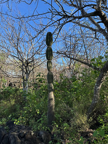 Jasminocereus thouarsii (candelabra cactus)