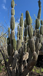 Jasminocereus thouarsii (candelabra cactus)