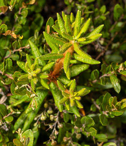 Ledum groenlandicum (bog Labrador tea)