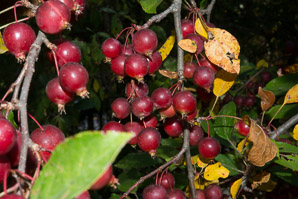 Malus hupehensis (Chinese crabapple, Hupeh crab, Chinese crab apple)