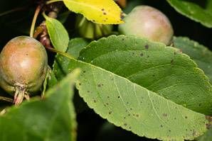 Malus pumila (apple, paradise apple)