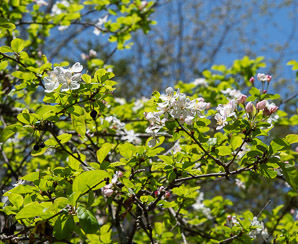 Malus sylvestris (European crab apple)