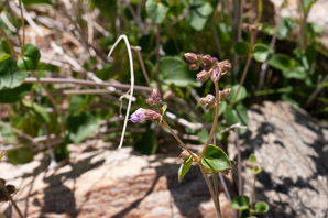 Mirabilis laevis (wishbone bush, desert wishbone-bush)