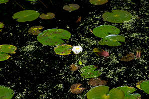 Nymphaea odorata (fragrant white water lily)