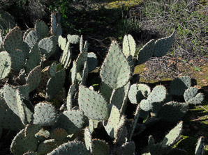 Opuntia (prickly pear cactus, prickly pear, cholla)
