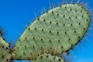 Opuntia galapageia (Galápagos prickly pear, tree prickly pear)