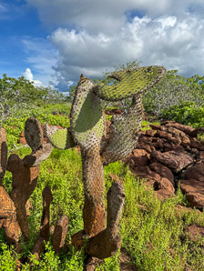 Opuntia galapageia (Galápagos prickly pear, tree prickly pear)