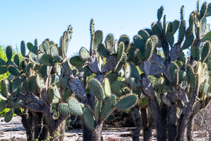 Opuntia galapageia (Galápagos prickly pear, tree prickly pear)
