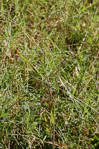 Paspalum notatum (bahiagrass)