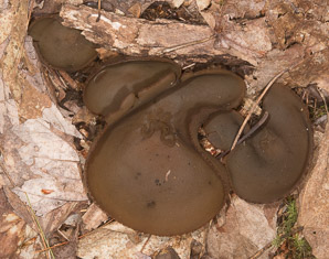 Peziza phyllogena (common brown cup, pig-ear cup)