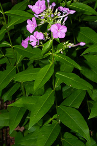 Phlox paniculata (garden phlox)