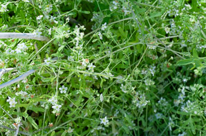 Pholistoma membranaceum (white fiesta flower)