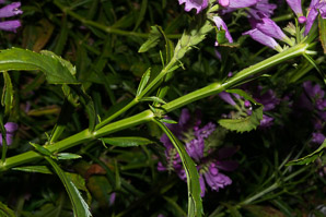 Physostegia virginiana (obedient plant, false dragonhead)
